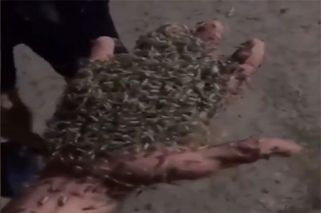 Ruồi tấn công thành phố Nga như ngày tận thế