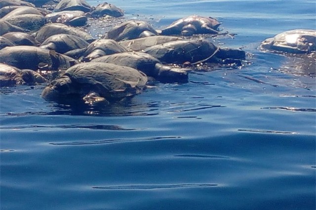 Bí ẩn hàng trăm rùa biển Golfinas chết trôi