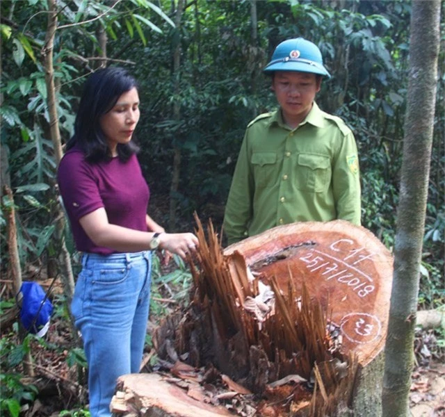 Cách đó không lâu, Kiểm lâm huyện Vĩnh Thạnh đã phát hiện vụ phá rừng có quy mô lớn
