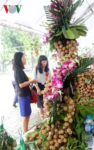 bonsai nhan long hung yen hut khach hinh 5