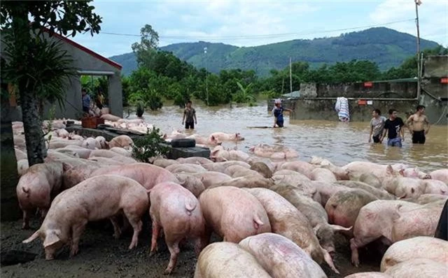 Đứng tim nhìn đàn lợn hơn ngàn con vật lộn trong nước lũ