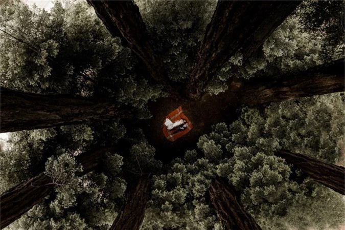 Ảnh được chụp với bố cục đường chéo giao nhau. Tấm hình được thực hiệnở giữa khu rừng Glen Oaks Big Sur, California, Mỹ bởi Elisabetta Redaelli.