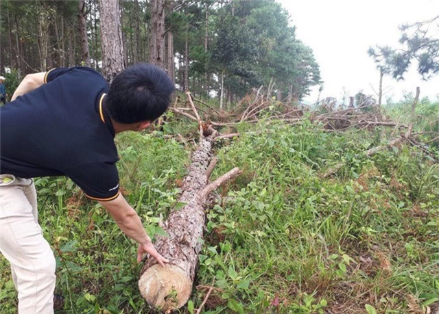 Hàng trăm lóng gỗ thông được gom thành từng đống để ngổn ngang trong rừng