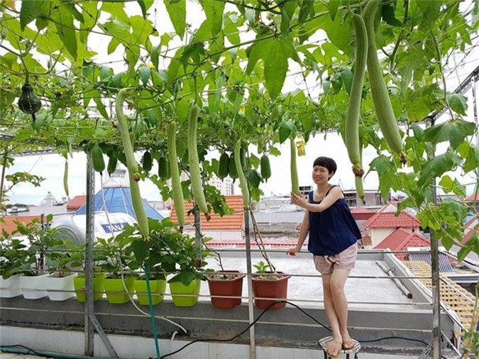 Vườn sân thượng như siêu thị mini của gia đình Hải Phòng