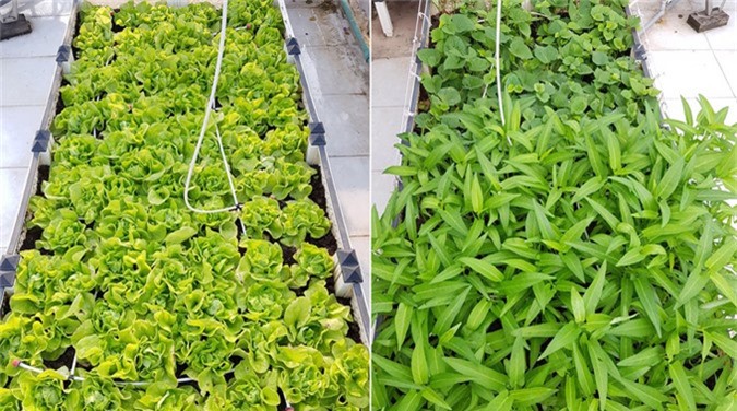 Vườn sân thượng như siêu thị mini của gia đình Hải Phòng