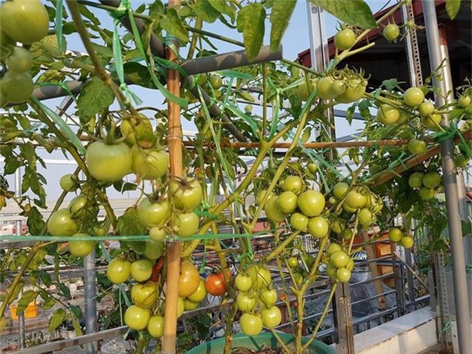 Vườn sân thượng như siêu thị mini của gia đình Hải Phòng