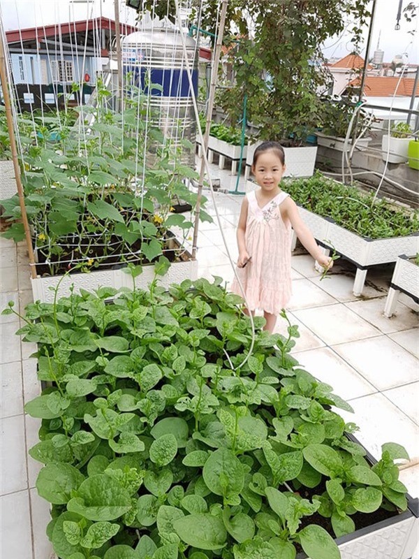 Vườn sân thượng như siêu thị mini của gia đình Hải Phòng