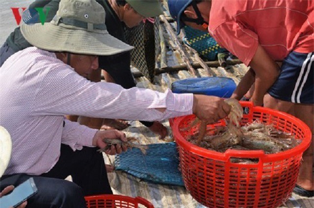 Nuôi tôm siêu thâm canh thu tới 50 tấn/ha mỗi vụ ở Cà Mau