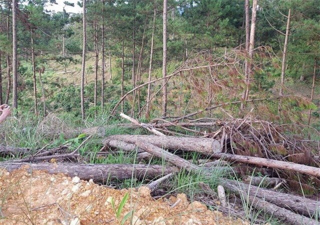 Đình chỉ một Phó Chủ tịch xã vì liên quan chuyện phá rừng