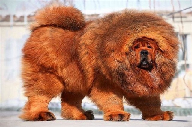 Khám phá hai giống chó đắt nhất thế giới