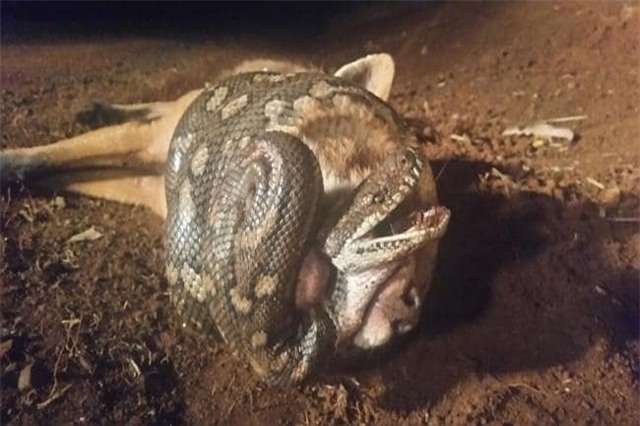 Cáo cắn cổ trăn không rời, trăn siết chặt cáo không buông