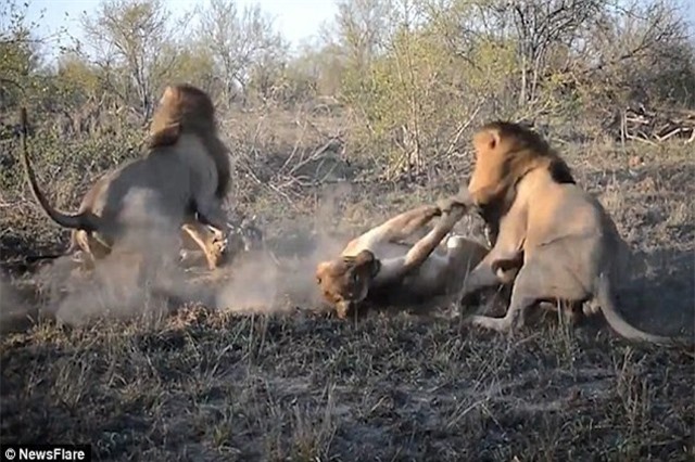 Sư tử đực hợp sức tấn công sư tử cái