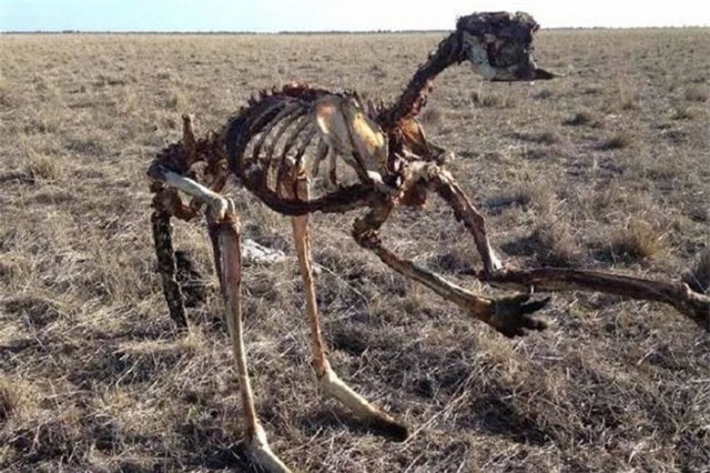 Thực tế tàn khốc phía sau bức ảnh kangaroo chết trơ xương