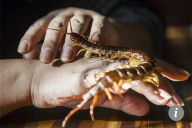 Suýt chết vì trổ tài... ăn rết sống