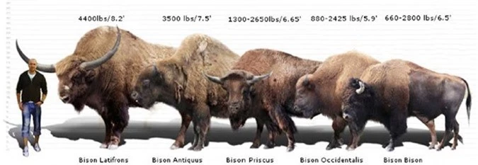 Bò rừng Bắc Mỹ (Bison bison) hiện nay là con ngoài cùng bên phải, nhỏ hơn so với mẫu vật Blue Babe (loài Bison pricus, hình giữa).