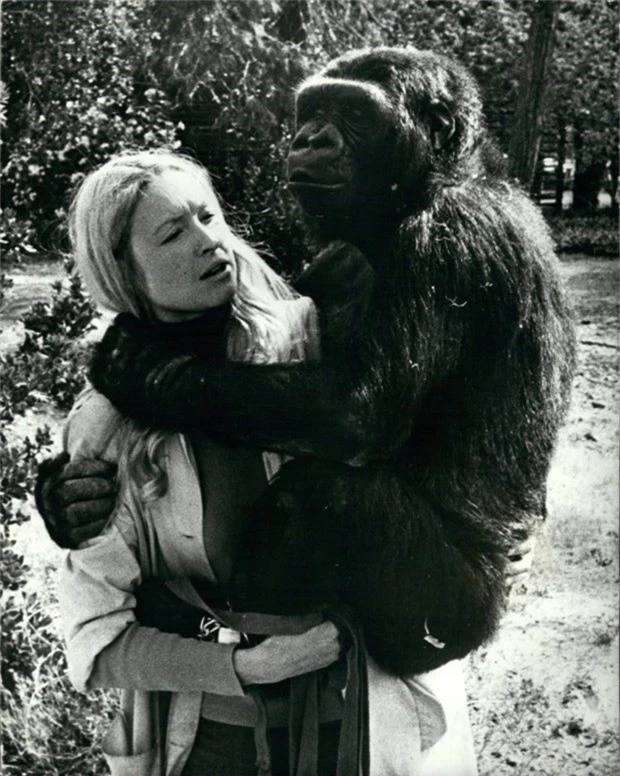 Tình bạn tuyệt vời giữa nhà tâm lý học động vật Francine ”Penny” Patterson và chú khỉ đột Koko. Ảnh: Rex