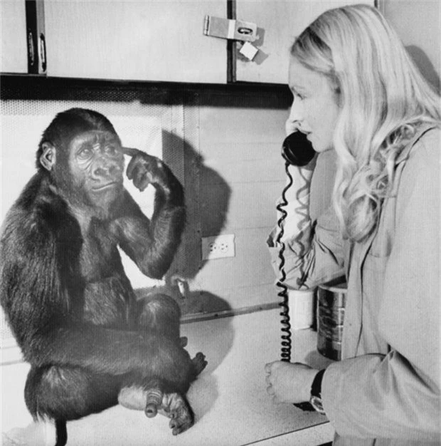 Koko nổi tiếng với khả năng lắng nghe ngôn ngữ ký hiệu từ con người. Trong ảnh, Koko giao tiếp với Tiến sĩ Penny rằng, nó muốn nghe điện thoại. Ảnh: