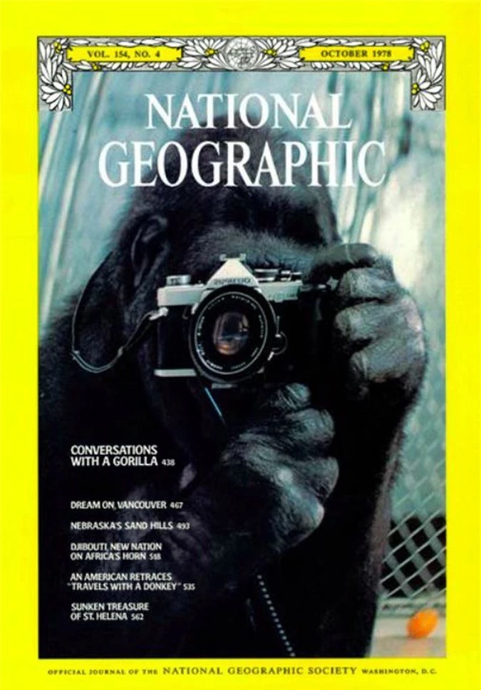 Koko trong bức ảnh trên trang bìa tạp chí National Geographic năm 1978 với động tác tự chụp mình qua gương. Ảnh:National Geographic