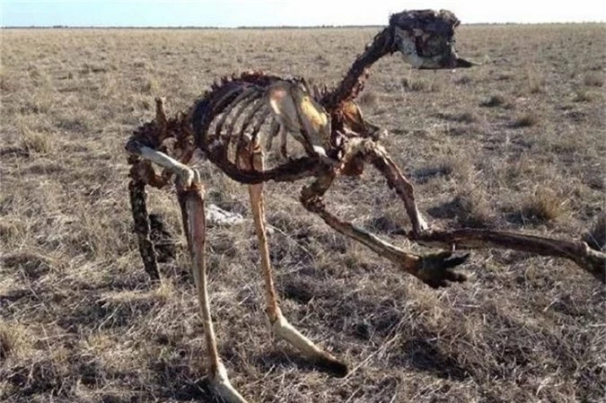 Bộ xương khô khốc của một con kangaroo được tìm thấy trên thảm cỏ khô ở trung tâm Riverina.