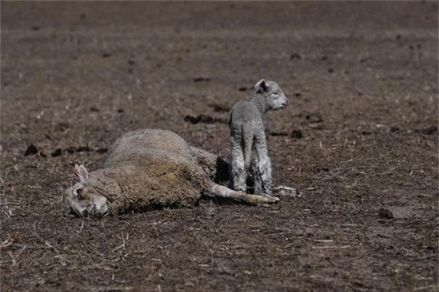 Một con cừu con đứng bên cạnh xác chết của mẹ nó tại trang trại Billaglen.
