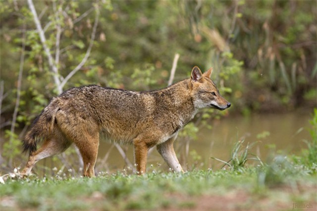 Khám phá thú vị về sói rừng quý hiếm của Việt Nam