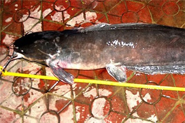 Cần thủ Hà Tĩnh câu được cá trê dài 1,2m, nặng 27kg