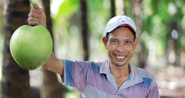 Betrimex triển khai dự án “10.000 ha vườn dừa organic cho nông dân”