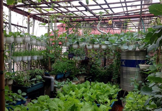 Đến thăm khu vườn treo “vạn người mê” tại tầng 4 của cô giáo Hà Nội