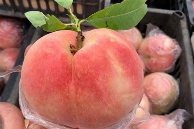 Sự thật đào tiên khổng lồ mới xuất hiện: 1kg/quả, rẻ như rau muống