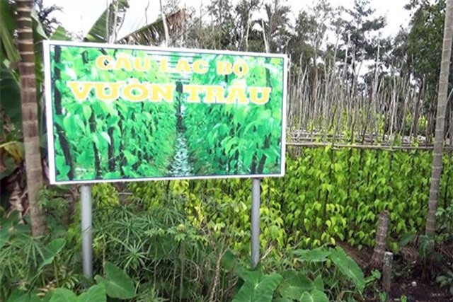 Lá trầu xuất khẩu sang Trung Quốc được giá, người trồng lãi cao