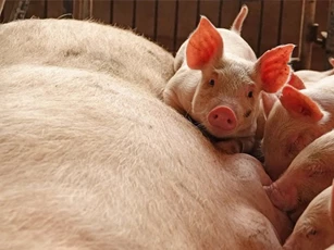 Trung Quốc tiêu hủy 38.000 con lợn vì dịch