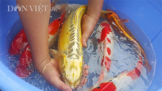 Nuôi loài cá nghìn đô trên sông Hồng, mỗi năm bỏ túi cả tỷ đồng