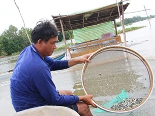 Thu trăm triệu chỉ sau 15 ngày nhờ vỗ béo cá "trời cho"