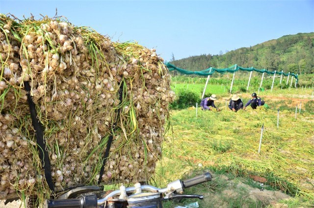 Tỏi Lý Sơn rớt giá thê thảm