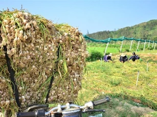 Tỏi Lý Sơn rớt giá thê thảm