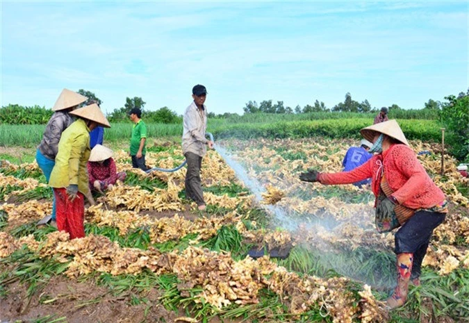 can canh: gap nhung “sieu” nong dan thu nhap tien ty dat kien giang hinh anh 5