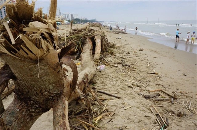 Có những cây lớn dài đến hơn 4m nằm chỏng chơ trên bãi biển.