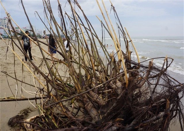 Cây cối bị sóng đánh dạt vào bãi biển