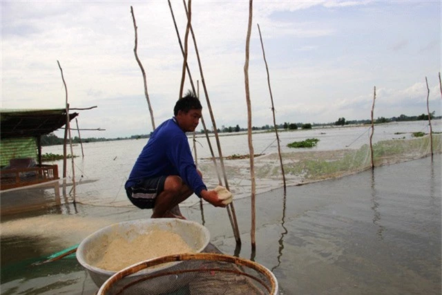 Ông Nguyễn Văn Phú bổ sung thức ăn cho đàn cá linh non bằng cám, ngoài phụ phẩm trên đồng ruộng sau thu hoạch.