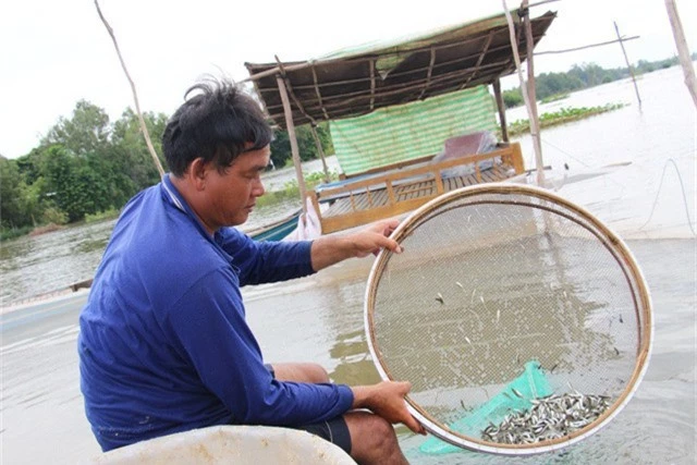Sau 15 ngày vỗ béo, 01 tấn cá linh non cho ra 2 tấn cá xuất bán và ông Phú thu lãi 150 triệu đồng.