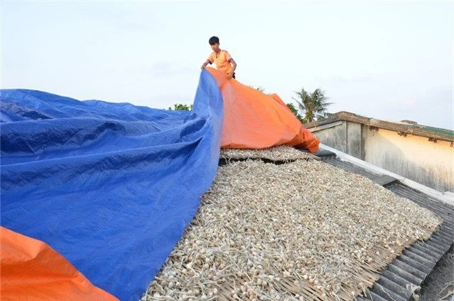 Huyện Lý Sơn đang tìm đầu mối tiêu thụ gần 1.000 tấn tỏi khô cho người nông dân với mức giá hợp lý