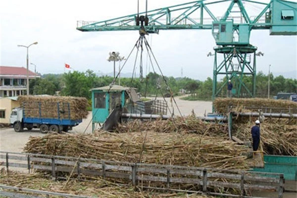 
Ngành mía đường đang đối mặt với vô vàn khó khăn từ giá đường thấp, lượng tồn kho cao và nợ nông dân tiền mía lên đến hàng trăm tỷ đồng. (Ảnh: Công Thương)
