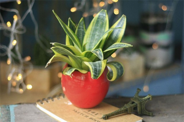 Mẹo chọn cây phong thuỷ để bàn phù hợp nghề nghiệp