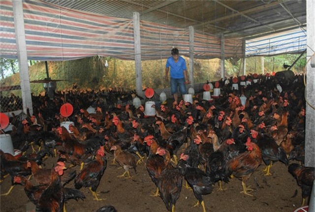 Nuôi 18.000 gà Cao Khanh, sau 4 tháng, lãi ít nhất 30.000 đồng/con