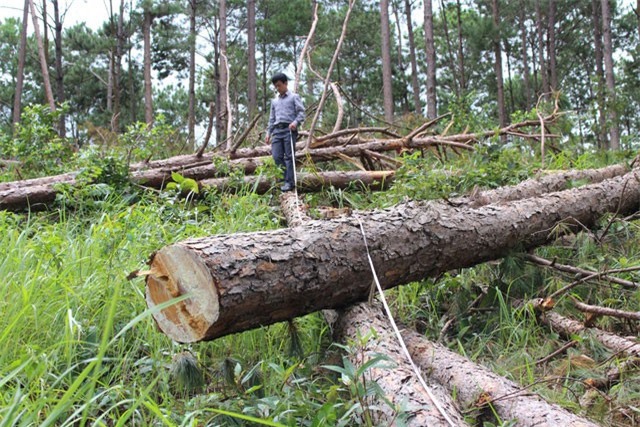 Lâm Đồng: Dân bơm thuốc diệt cỏ 'giết thông' để chiếm đất