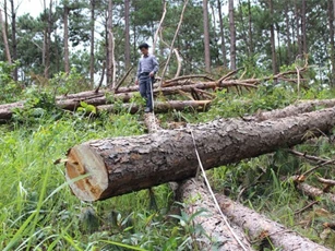 Lâm Đồng: Dân bơm thuốc diệt cỏ 'giết thông' để chiếm đất