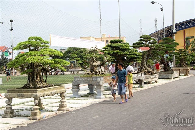 Choáng ngợp với con đường "siêu cây" giá 500 tỷ