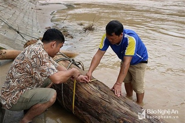 Nghệ An: Đi vớt củi trúng báu vật trăm tuổi giữa dòng nước lũ