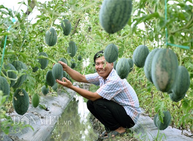 Cận cảnh: Gặp những “siêu” nông dân thu nhập tiền tỷ đất Kiên Giang