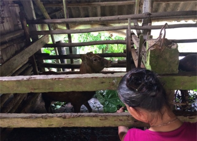 Ông nuôi hươu, bà nuôi tằm đều đặn mỗi năm thu 200 triệu